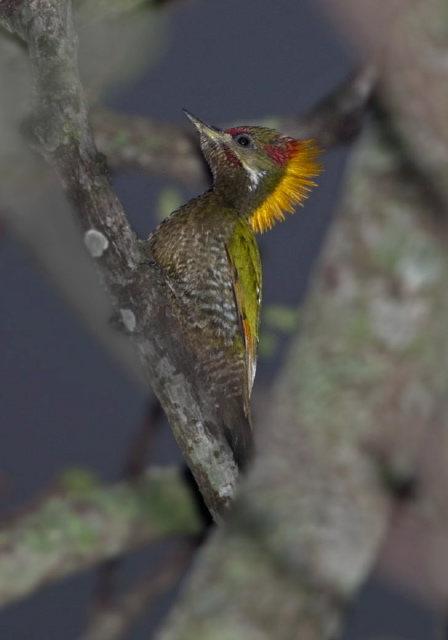 Picus chlorolophus Picidae