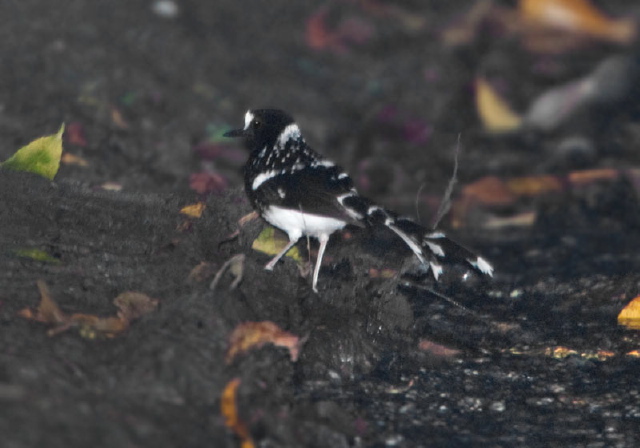 Enicurus maculatus Muscicapidae