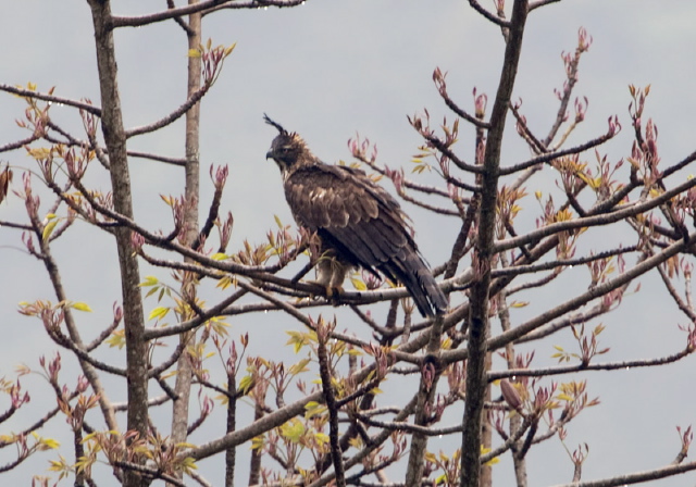 Nisaetus nipalensis Accipitridae