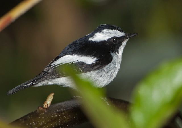 Ficedula hypoleuca Muscicapidae