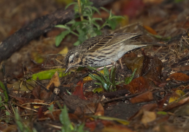 Anthus hodgsoni Motacillidae