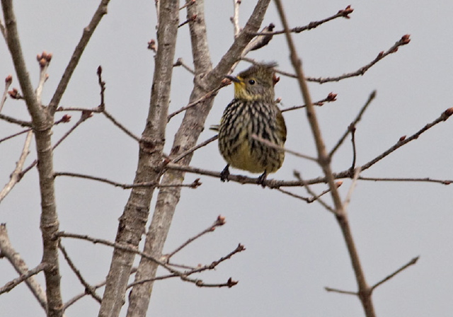 Pycnonotus striatus Pycnonotidae