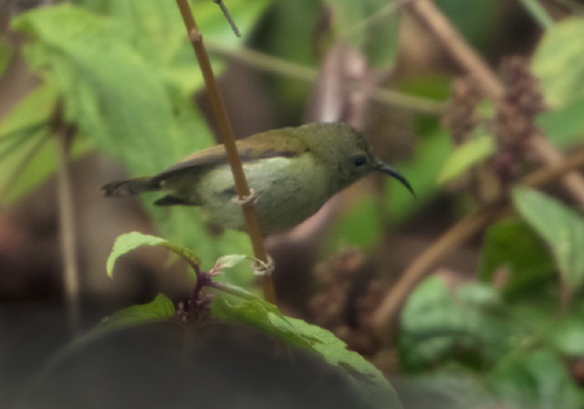 Aethopyga saturata? Nectariniidae