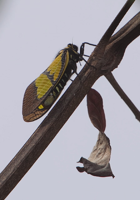   Cicadidae