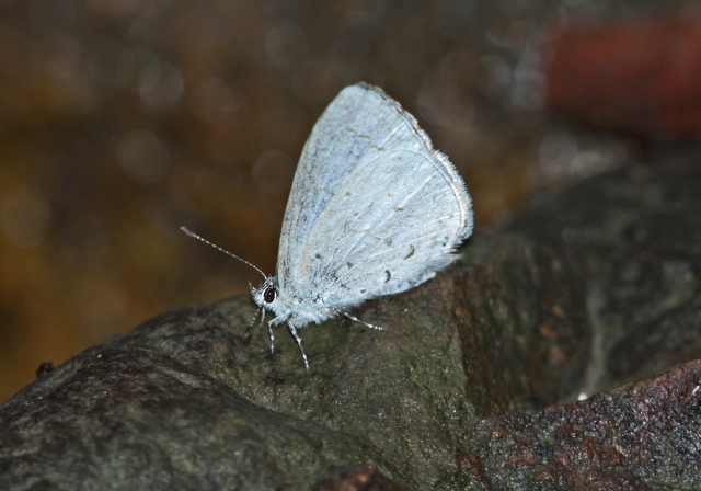 Celastrina sp.? Lycaenidae