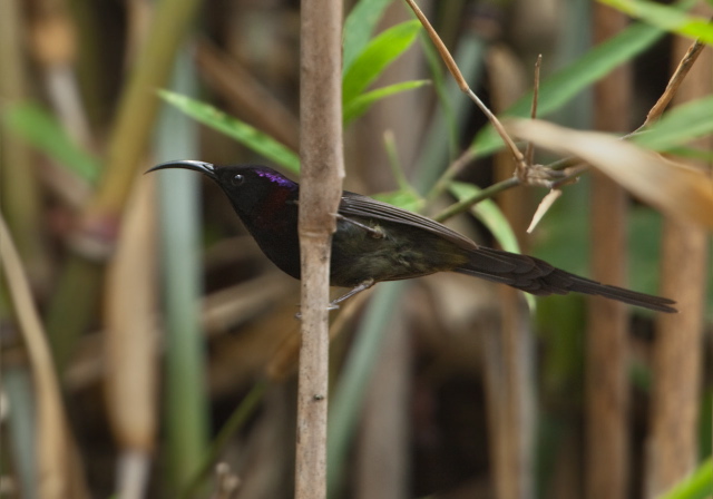 Aethopyga saturata Nectariniidae