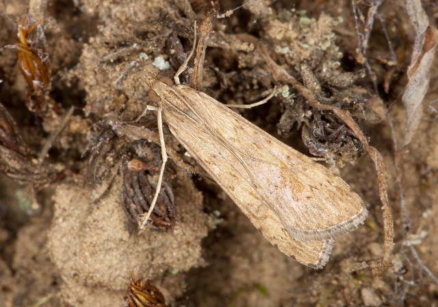 Nomophila noctuella? Crambidae