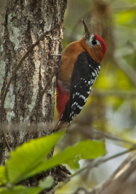 Dendrocopos hyperythrus Picidae