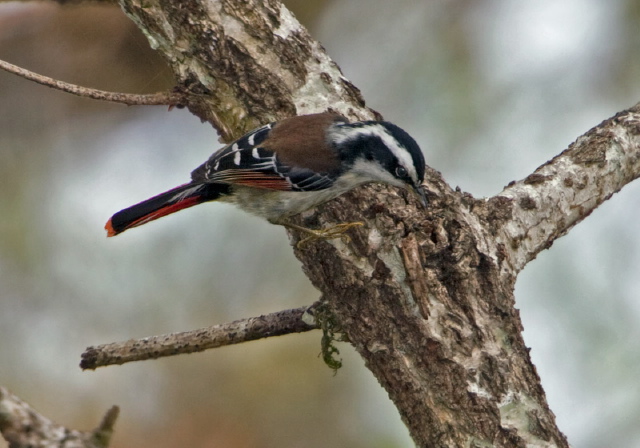 Minla ignotincta Timaliidae