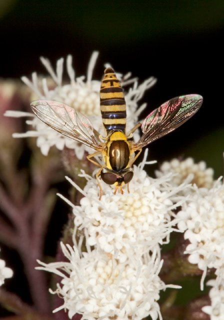   Syrphidae