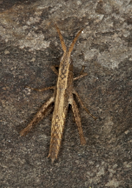   Acrididae