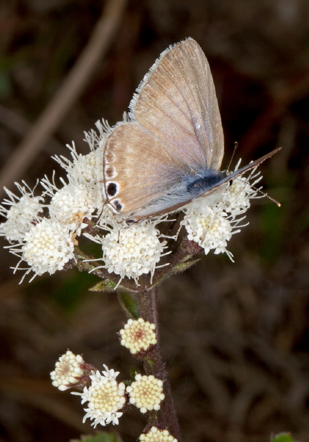 Lampides boeticus Lycaenidae