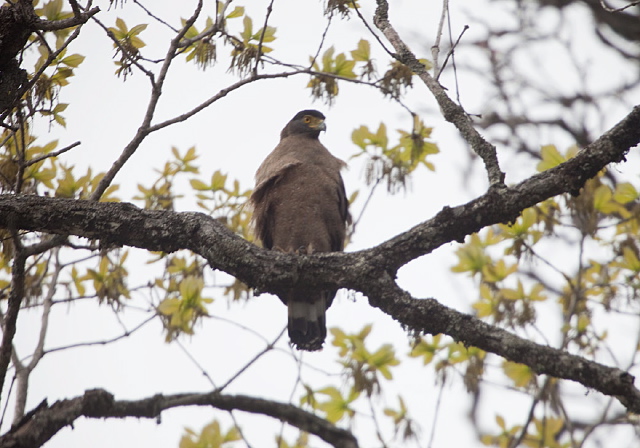 Spilornis cheela Accipitridae