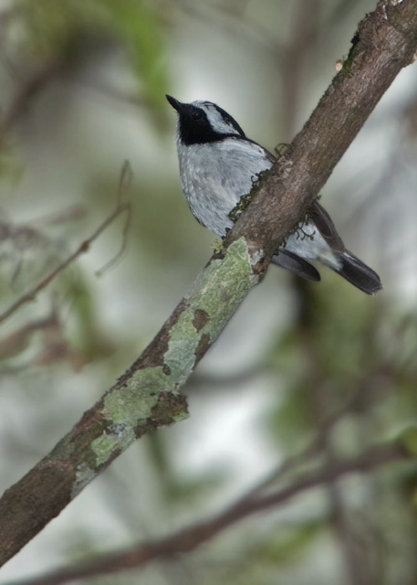 Ficedula westermanni Muscicapidae