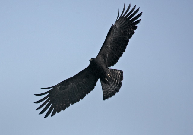 Ictinaetus malayensis Accipitridae