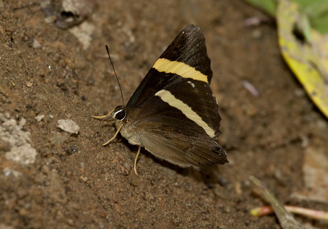 Abisara fylla Riodinidae