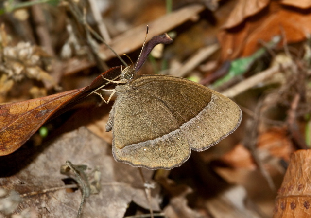 Mycalesis francisca sanatana? Nymphalidae