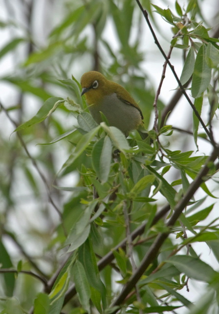 Zosterops palpebrosus Zosteropidae