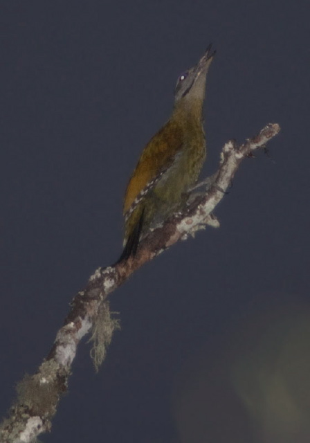 Picus canus Picidae