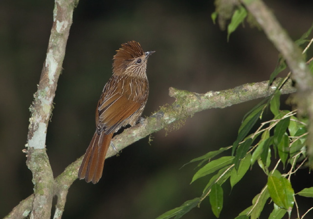 Garrulax striatus Timaliidae