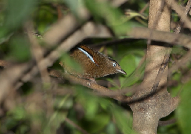 Garrulax squamatus Timaliidae