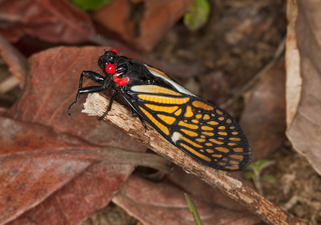   Cicadidae