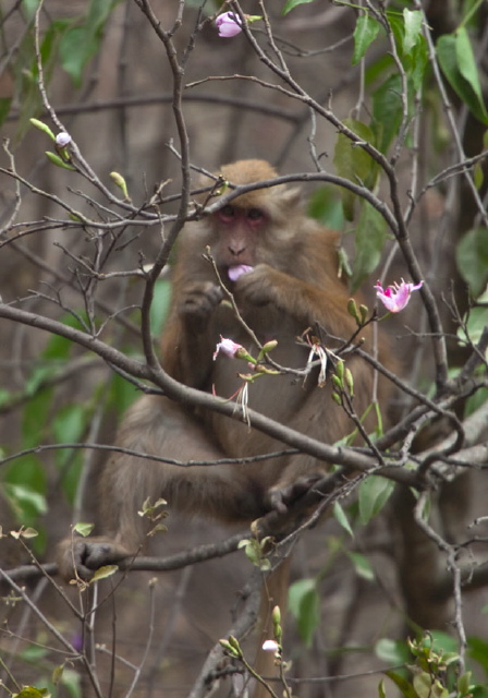 Macaca assamensis Cercopithecidae