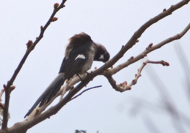 Dendrocitta formosae Corvidae