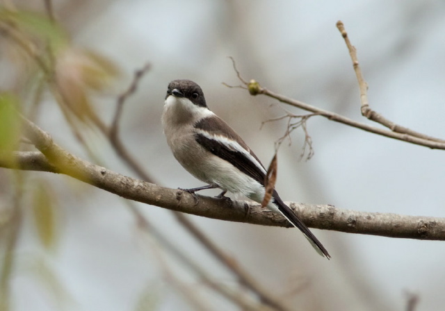 Hemipus picatus Campephagidae