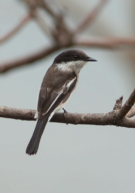 Hemipus picatus Campephagidae