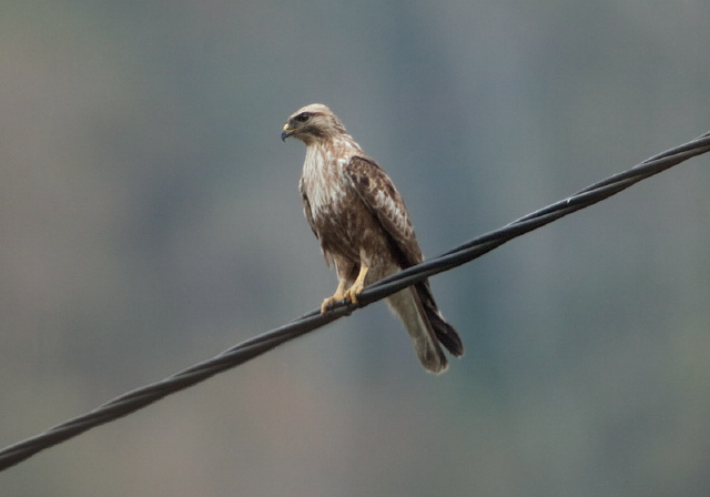 Buteo buteo? Accipitridae