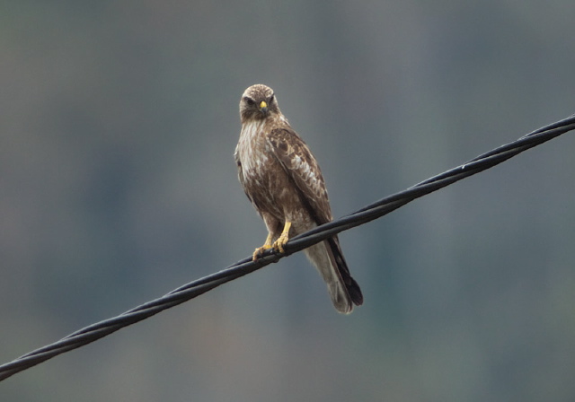 Buteo buteo? Accipitridae