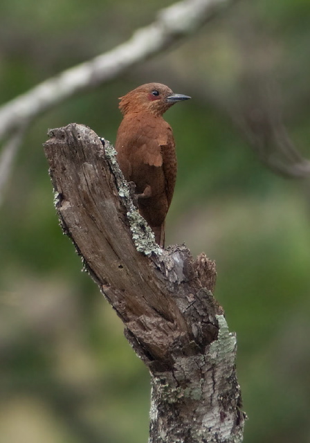 Celeus brachyurus Picidae