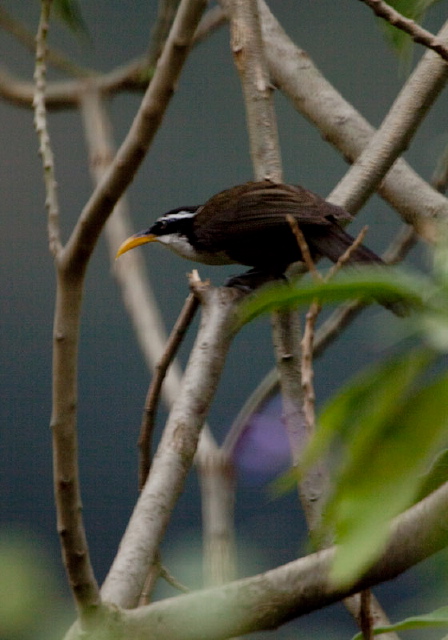 Pomatorhinus schisticeps Timaliidae