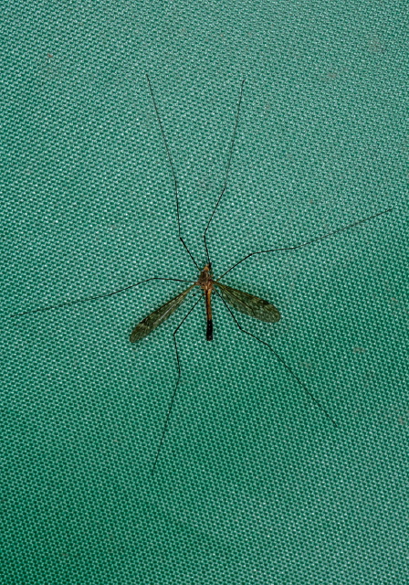   Tipulidae?