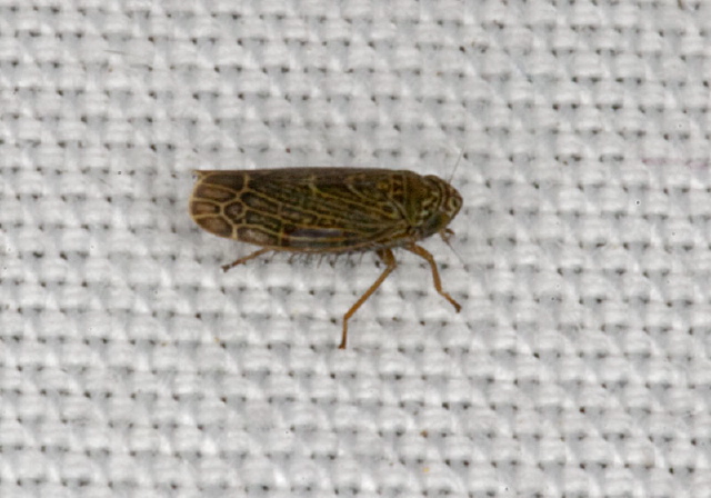   Cicadellidae