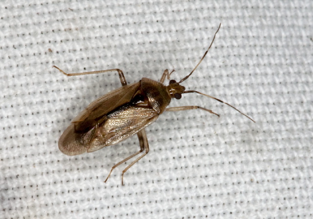   Miridae