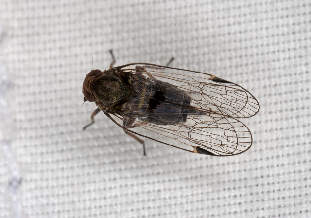 Oliarus sp.? Cixiidae