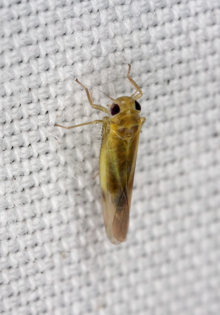   Cicadellidae