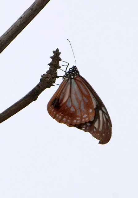 Parantica sita? Nymphalidae