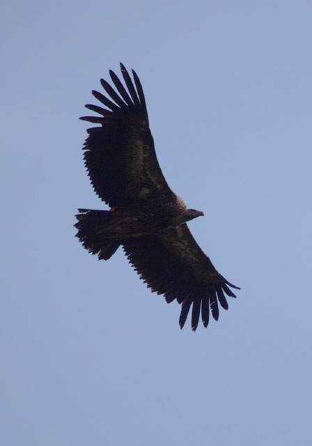 Gyps himalayensis Accipitridae