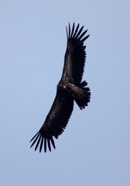 Gyps himalayensis Accipitridae