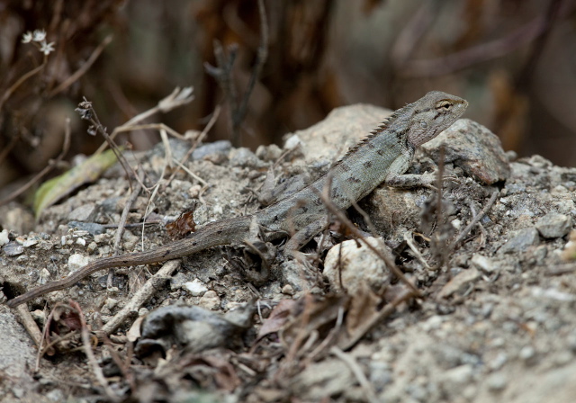 Calotes versicolor? Agamidae