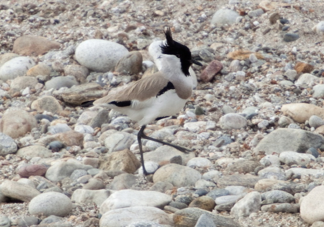 Vanellus duvaucelli Charadriidae