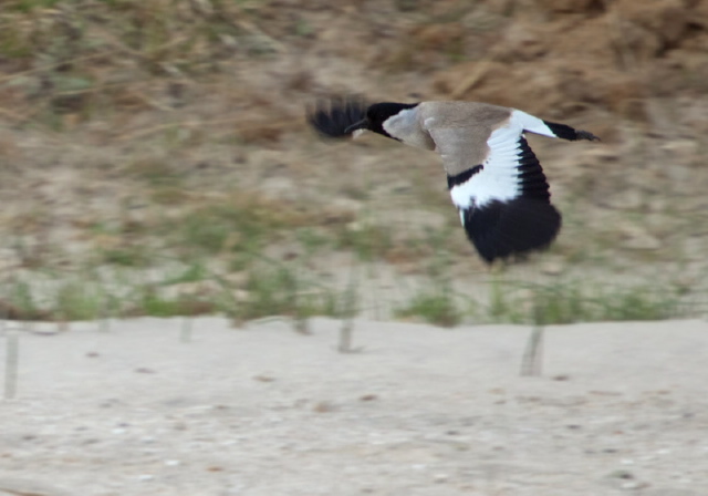 Vanellus duvaucelli Charadriidae