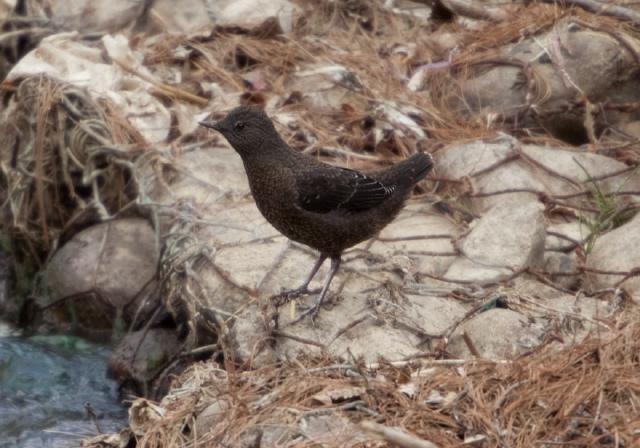 Cinclus pallasii Cinclidae