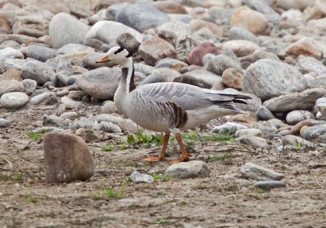 Anser indicus Anatidae