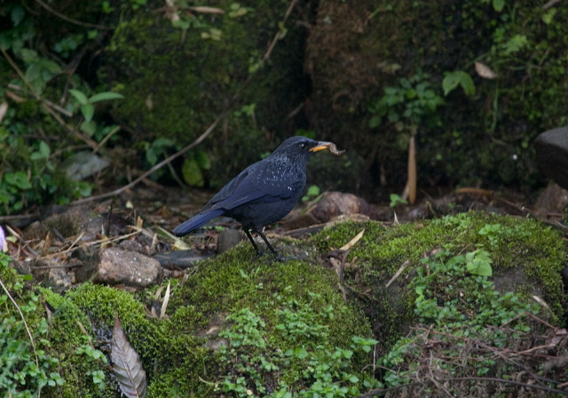 Myophonus caeruleus Turdidae