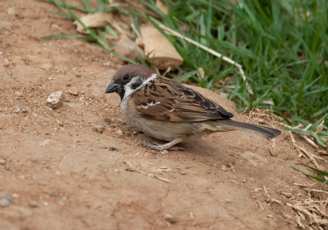 Passer montanus Passeridae