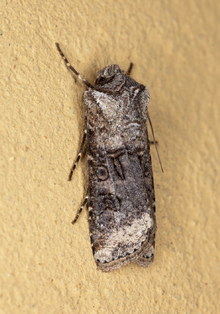 Agrotis sp.? Noctuidae